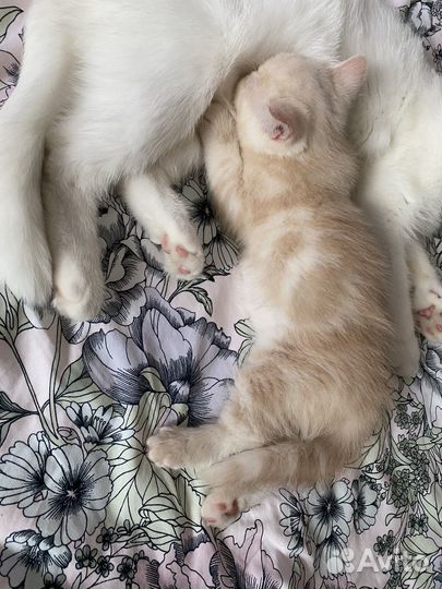 Котенок экзот короткошерстный