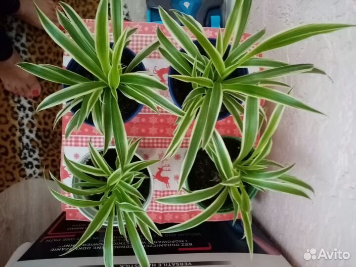 Хлорофитум