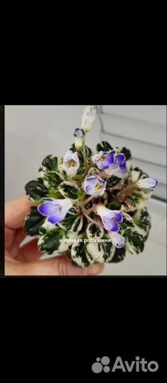 Фиалки Мини и полумини