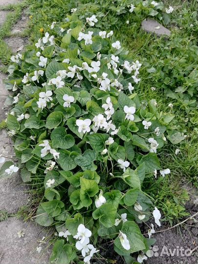 Фиалка садовая