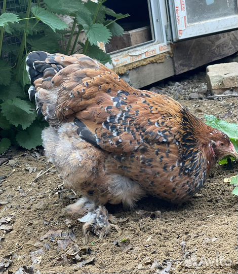 Куры брама порцелян