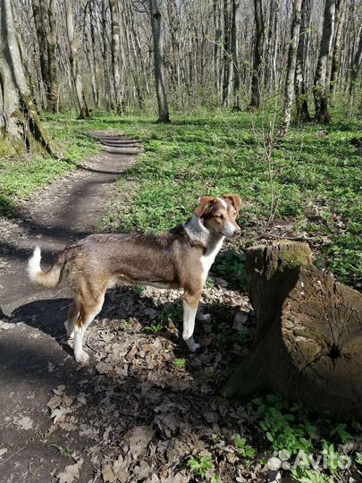 Девченка-щенок