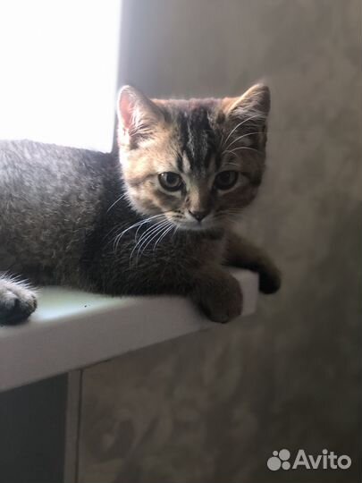 Котята золотая шиншилла