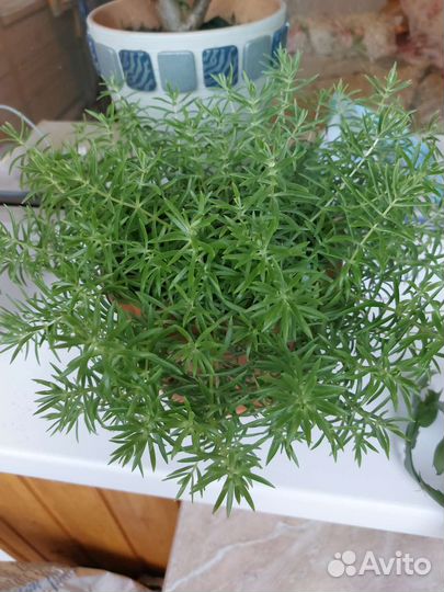 Очиток линейный