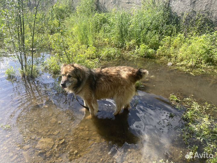 Собака в добрые руки