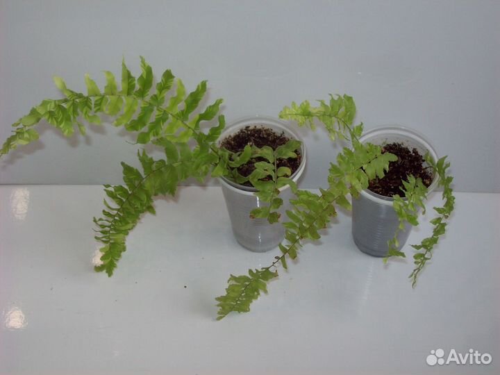 Домашние цветы, разные