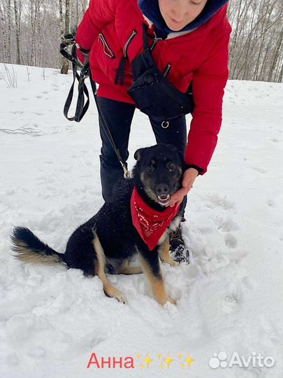 Щенок Эль ищет семью