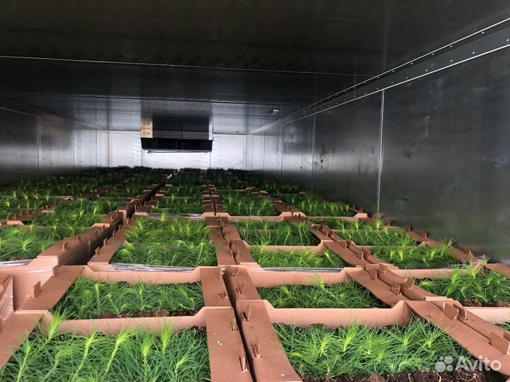 Саженцы ели зкс оптом