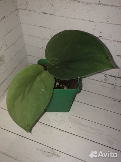 Сортовые ароидные растения