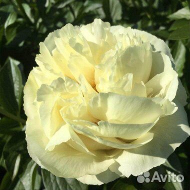 Пионы деленки Ванила шнапс