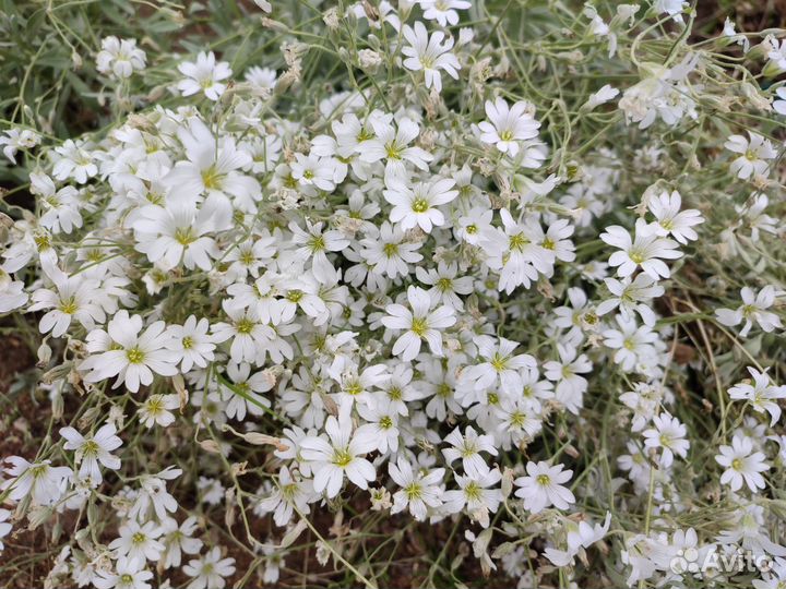 Ясколка войлочная, колокольчик, ромашка альпийская