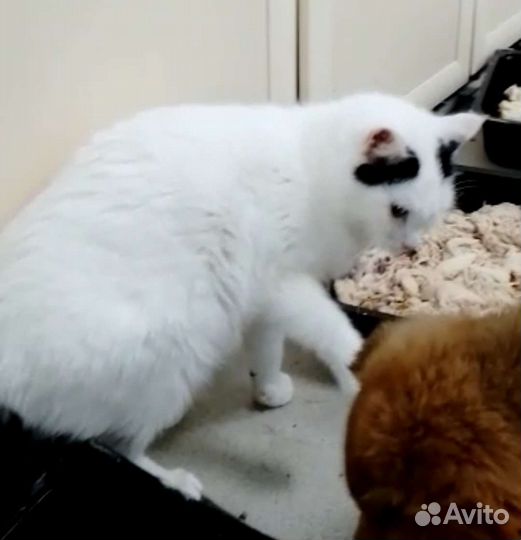 Два Снежных Барсика