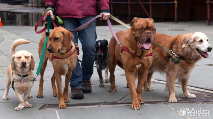 Выгул собак, передержка, дрессировка