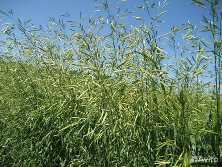 Кострец Семена Эспарцет