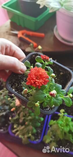 Цветущая хризантема