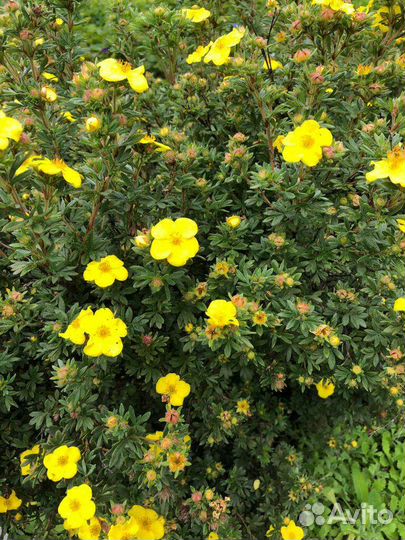 Многолетние кусты и растения