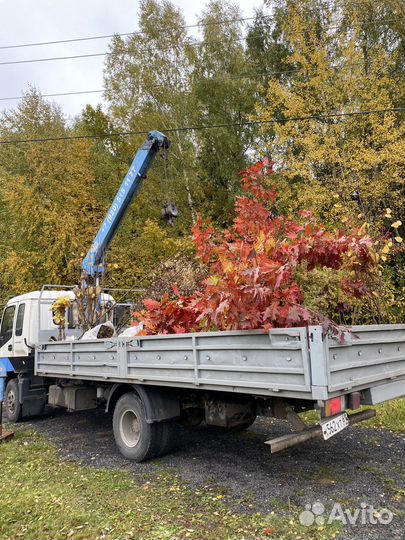 Дуб Кленолистный