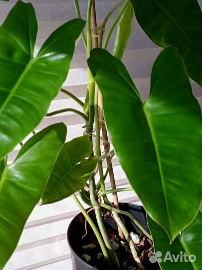 Филодендрон