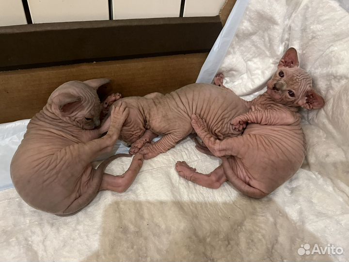 Канадский сфинкс котенок