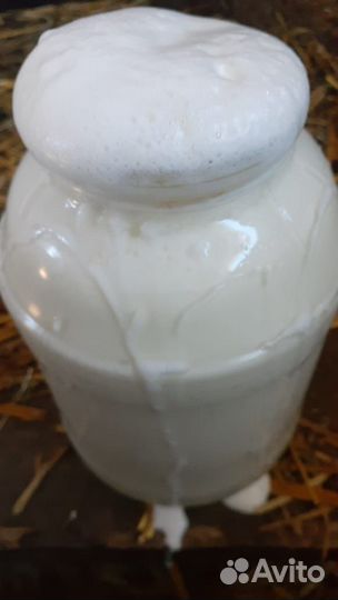 Продам козье молоко