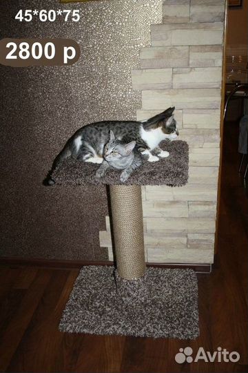 Когтеточки Пушкин