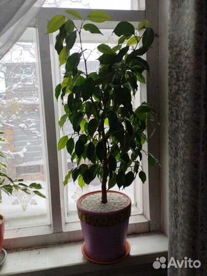 Комнатные цветы(Фикус и Мирт)