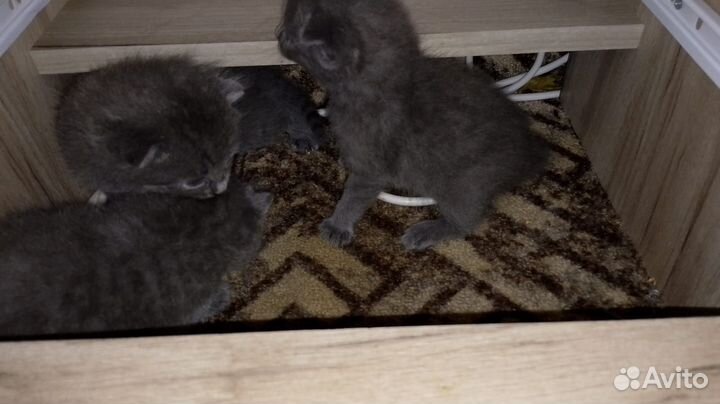 Кошка британская в дар