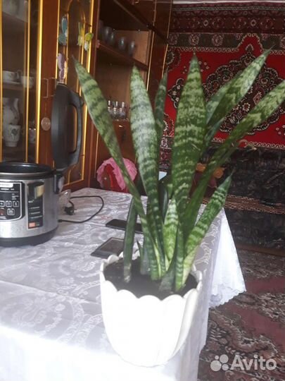 Сансевиерия