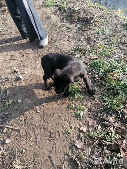 Щенки кане корсо