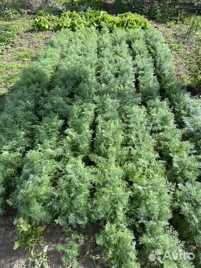 Укроп свежий