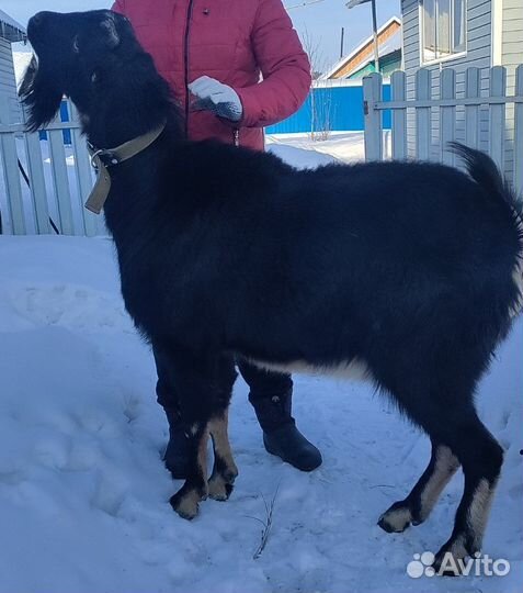 Козел на вязку