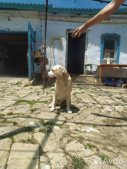 Кабель лабрадор для вязки