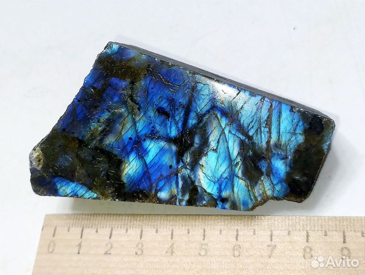 Лабрадор сине-голубой