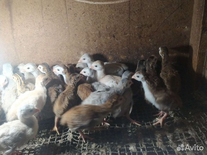 Цесарки цесарята