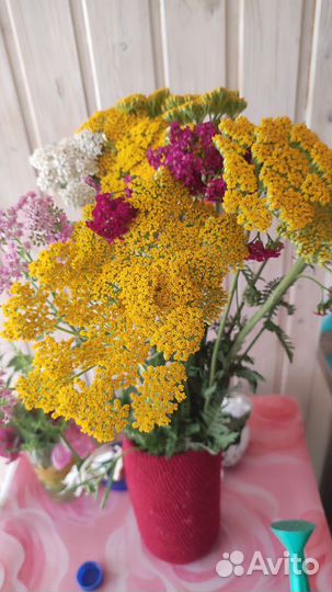 Тысячелистник саженцы