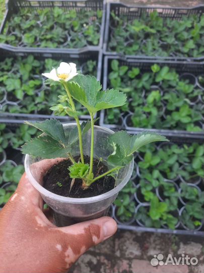 Рассада клубники