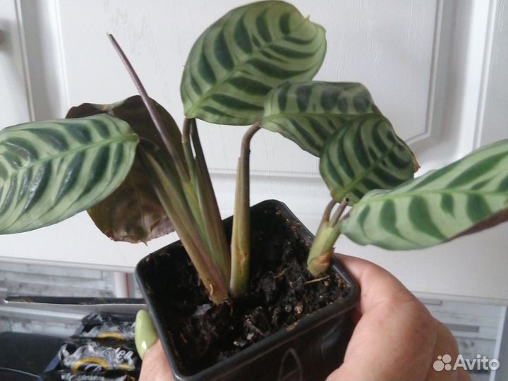 Ктенанта бурле mark