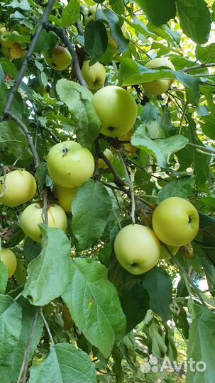 Яблоки домашние со своего сада