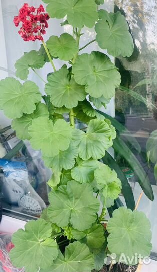 Пеларгония герань