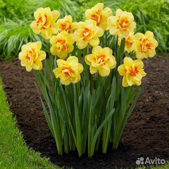 Растения цветы для сада