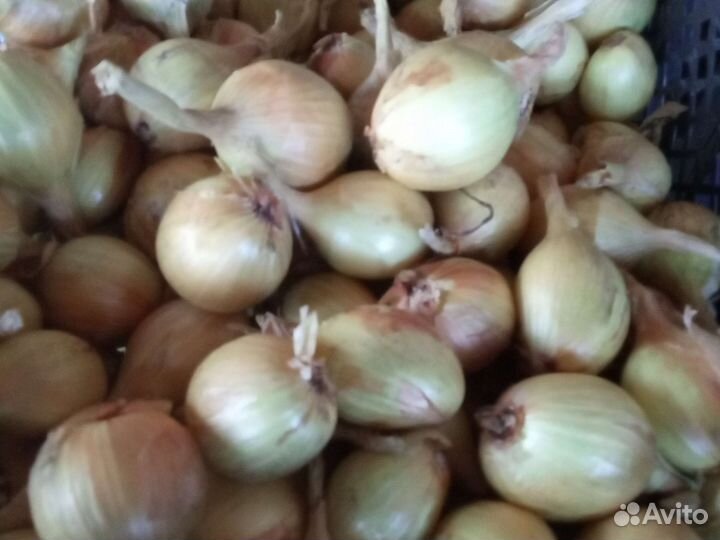 Лук семейный, шалот