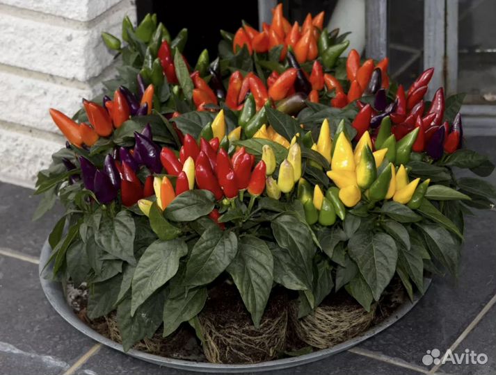 Перец комнатный острый мини Ивонна