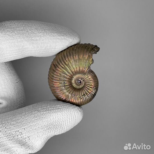 Аммонит Vertumniceras 0305