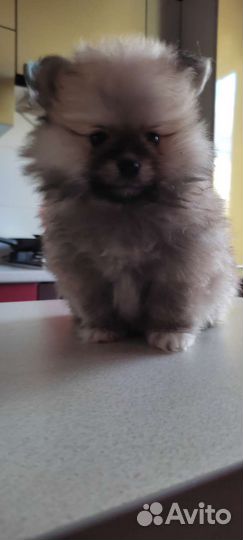 Шпиц немецкий