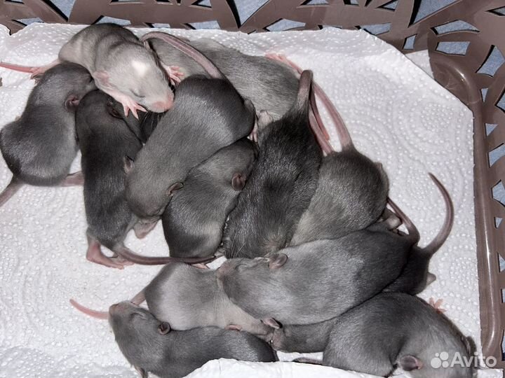 Голубые крысята Дамбо.Доставка.Клетки