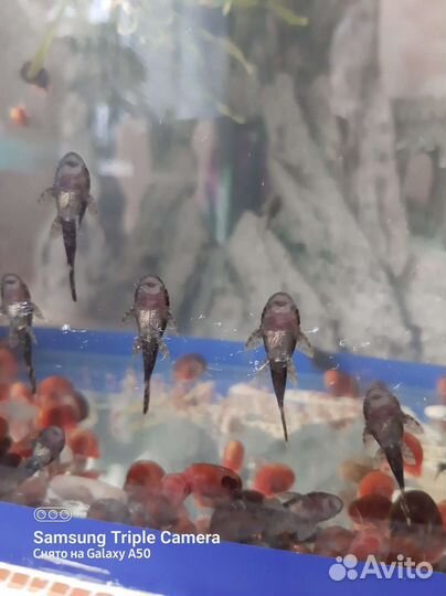 Сомики обмен- с моей доплатой