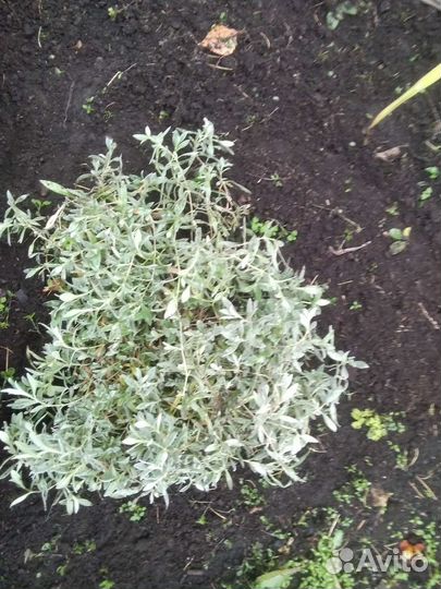 Ясколка. Кустики разного размера