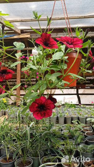 Комнотные и садовые