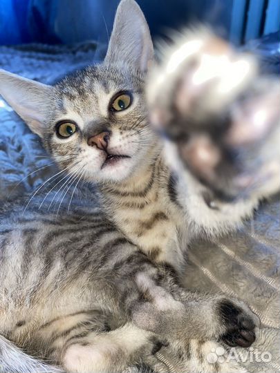 Котенок мальчик