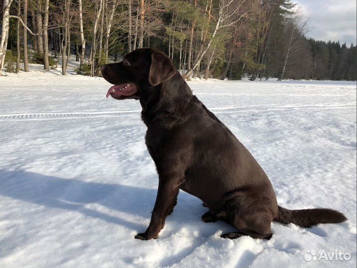 Приглашаем на вязку к шоколадному Лабрадору